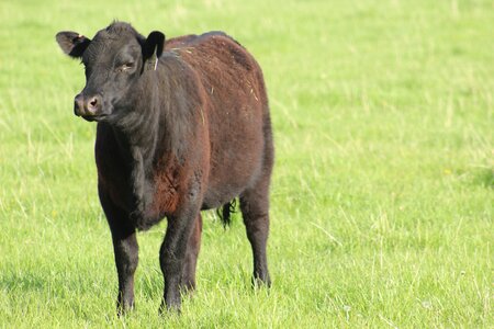 Hayfield field cow heifer