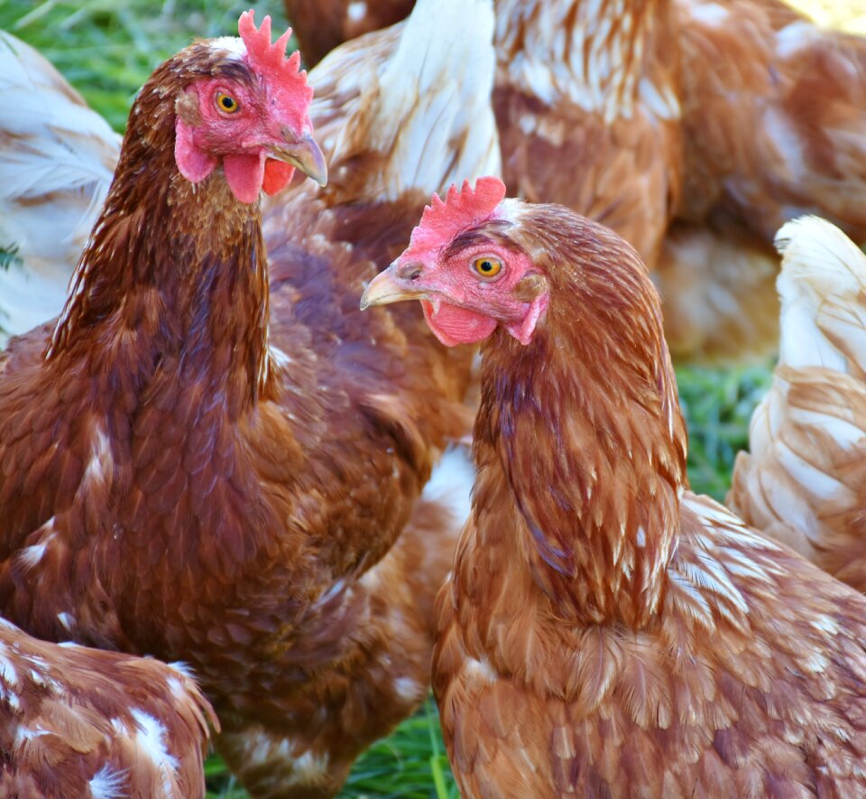 Poultry animal bird