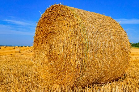 Hay fields harvest photo