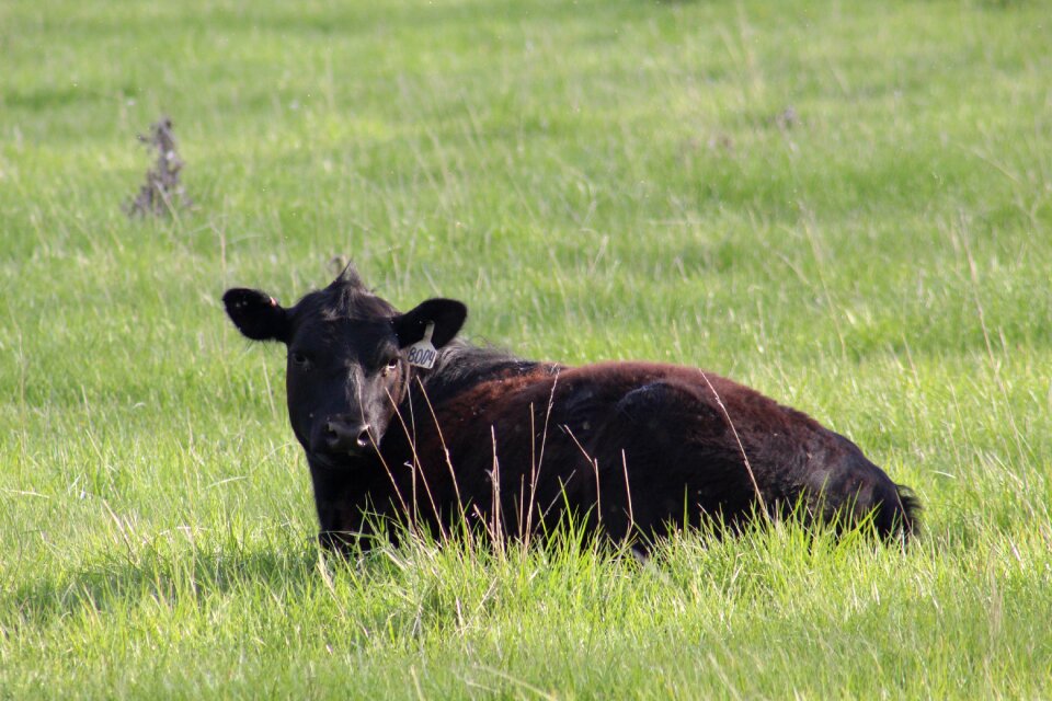 Animal field cattle
