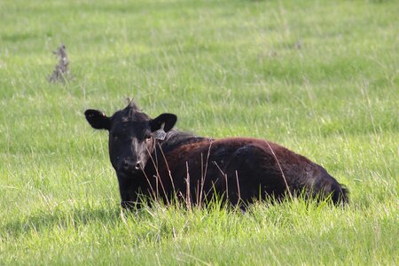 Animal field cattle photo