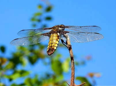 Macro wings fly