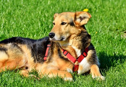 Dog head snout pet