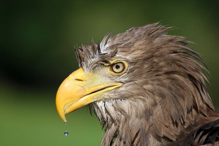 Plumage animal nature