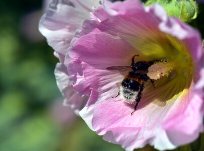 Stock rose garden flower ornamental plant
