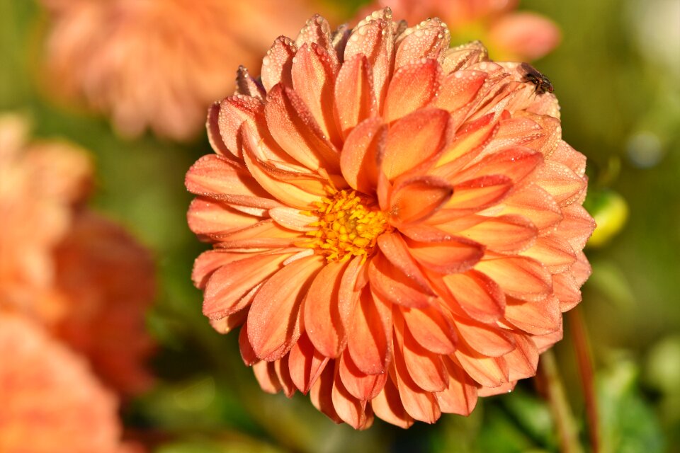 Bud dahlia garden garden plant