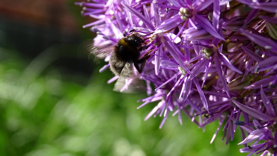 Bee garden nature photo