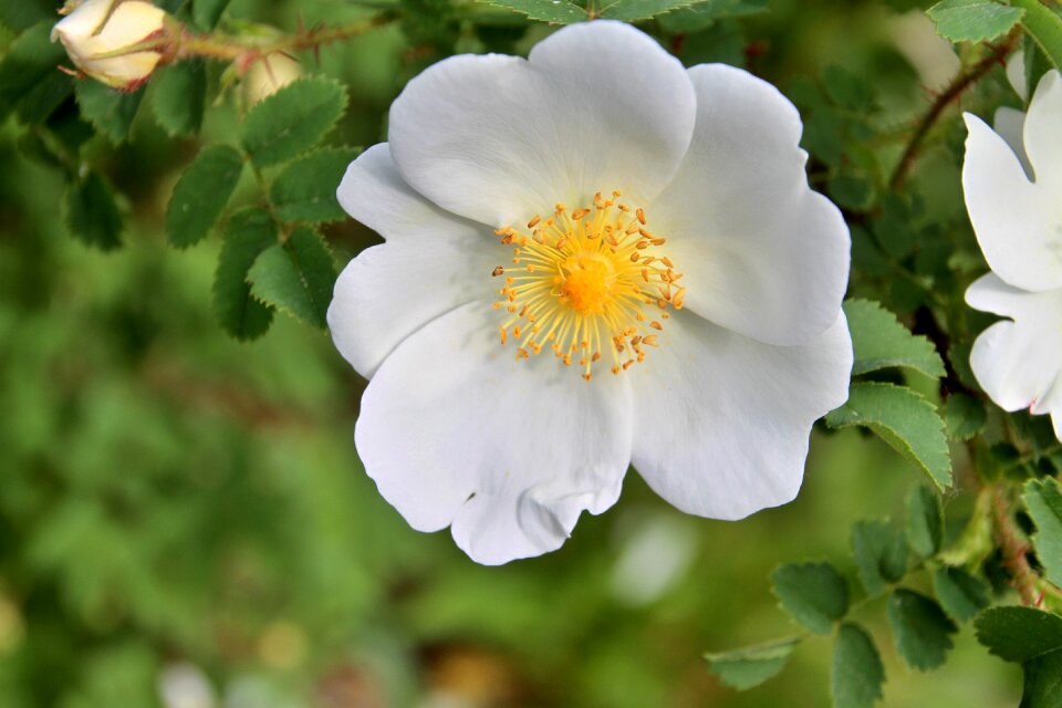 Wild rose nature bush