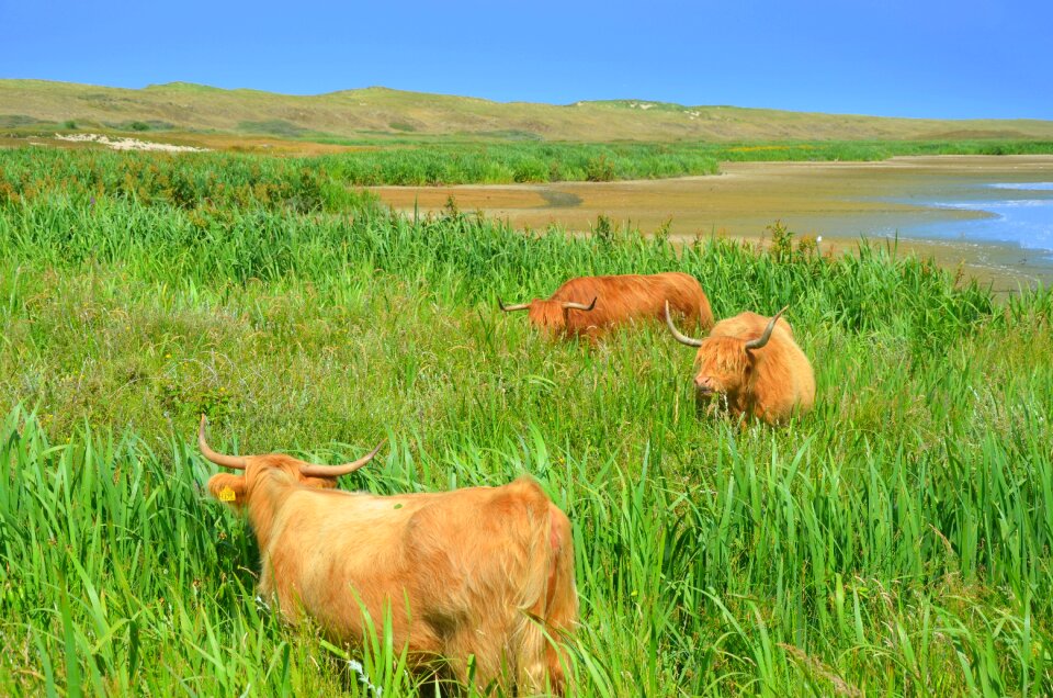 Beef cow landscape
