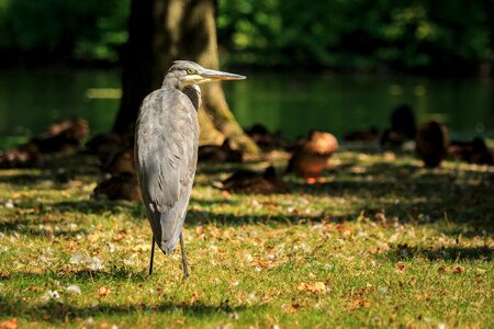 Animal nature bonn