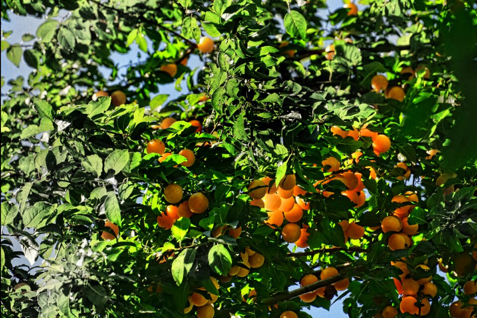 Greengage delicious healthy
