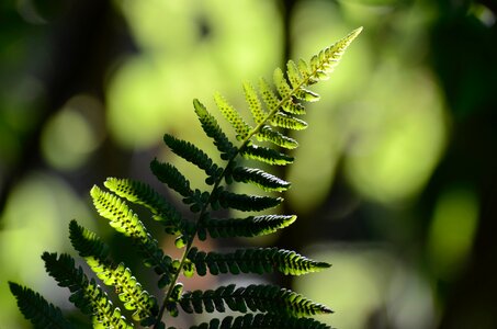 Plant green garden