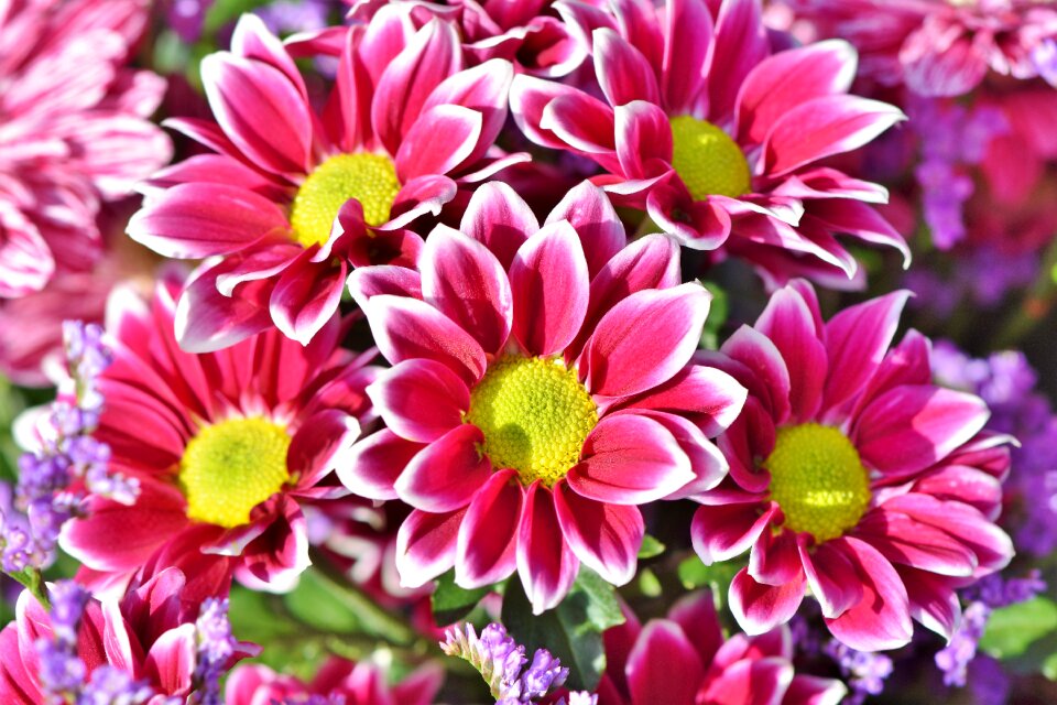 Bloom asteraceae plant