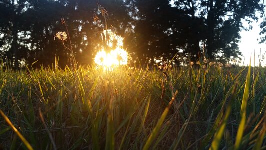 Golden background grass photo