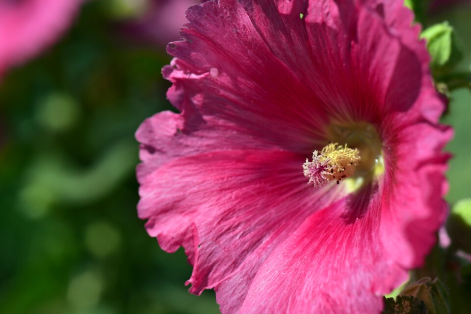 Stock rose garden flower ornamental plant