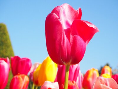 Flowers tulips netherlands photo