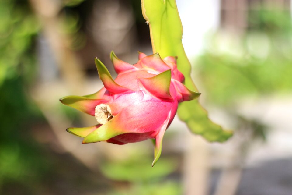 Macros nature flowers