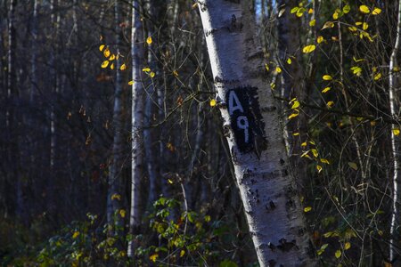 Forest nature hike