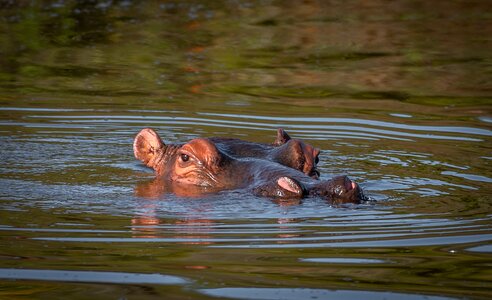 Close up look out hippopotamus photo