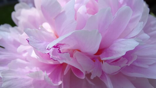 Bloom spring macro photography