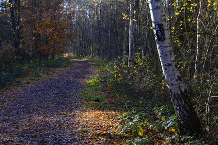 Forest nature hike photo