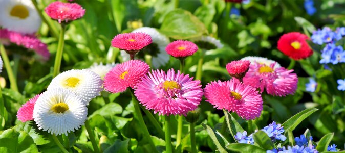 Color early bloomer pointed flower photo