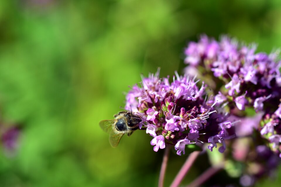 Insect flower nature