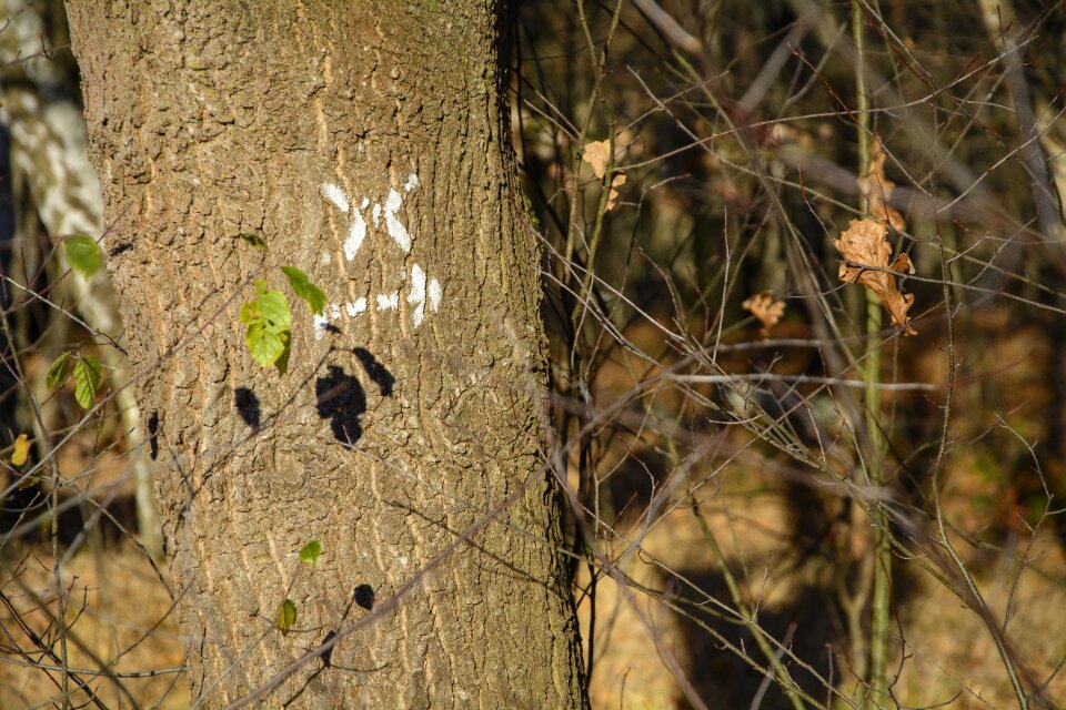 Arrow forest nature