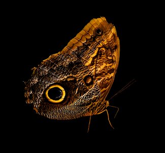 Wing eye exotic