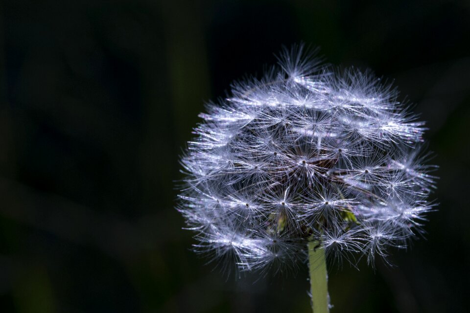 Dandelion mr hall plants flowers