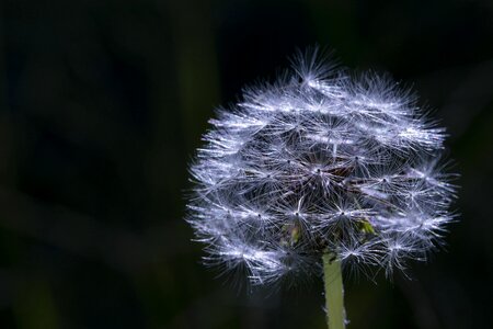 Dandelion mr hall plants flowers