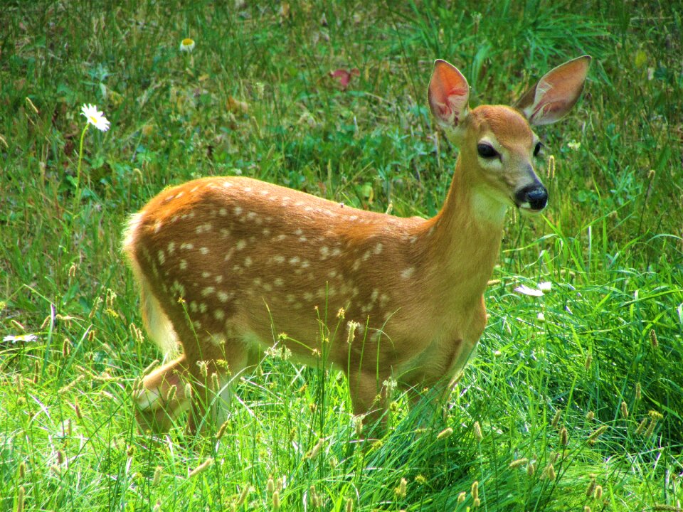 Cute grass adorable