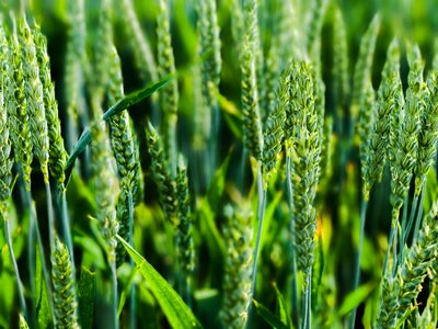 Wheat field cereals photo