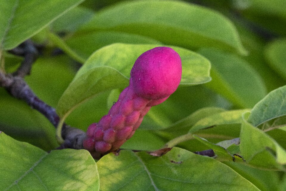 Nature plants red fruit