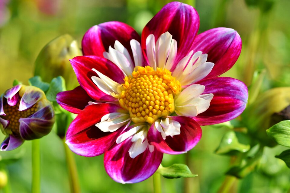Colorful summer flower flower