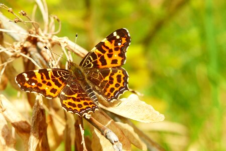 Animals invertebrates butterflies