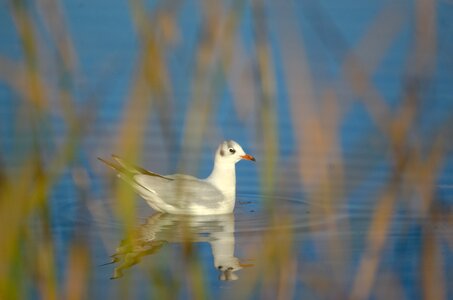 Bird reed watch