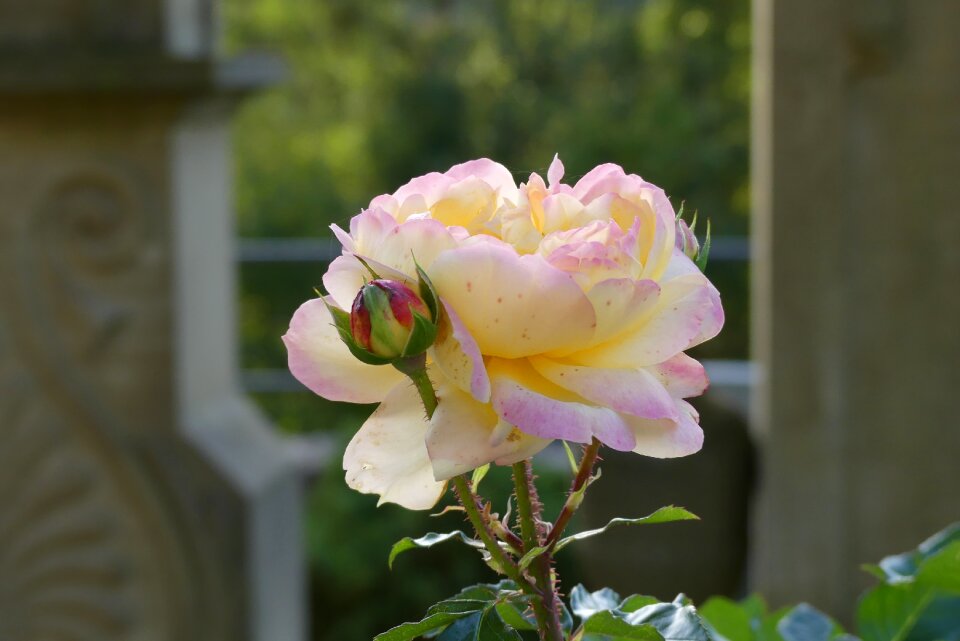 Pink flower romantic