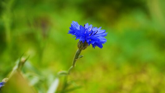 Summer the nature of the korea