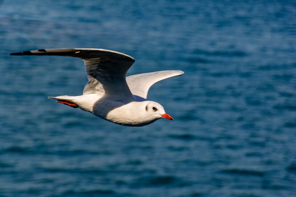 Water bird white seagull