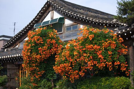 Traditional building roof tile republic of korea photo