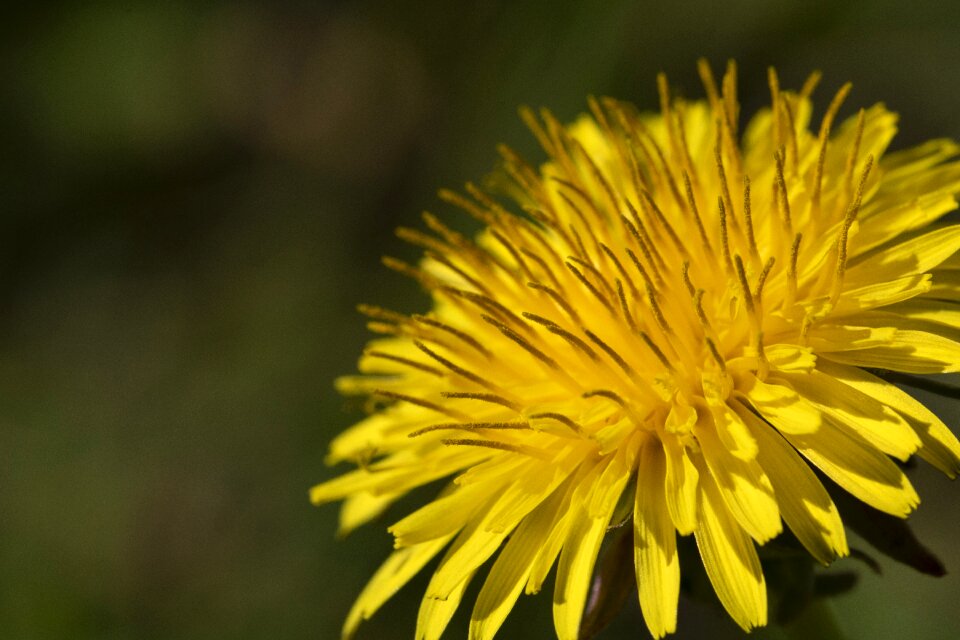 Flowers nature plants