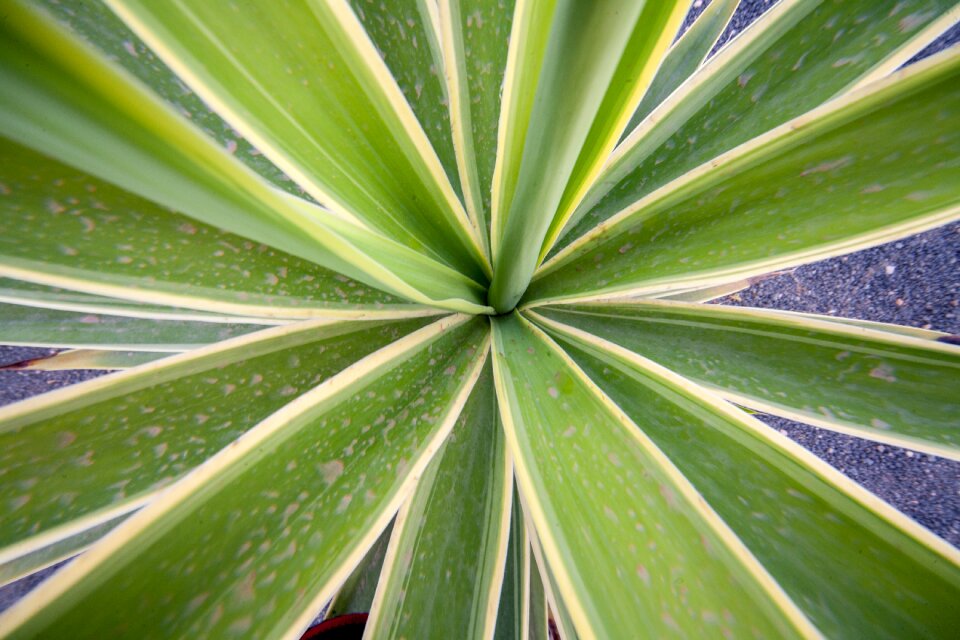 Green prickly summer