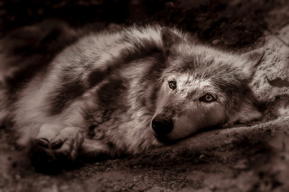 Nature predator carnivores