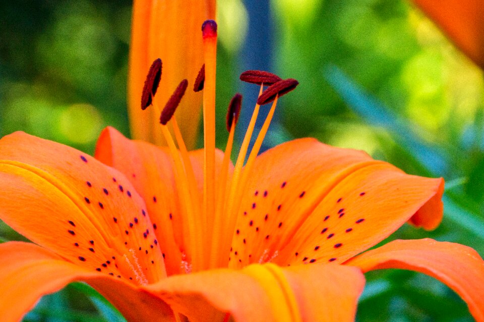 Flowers lily plant