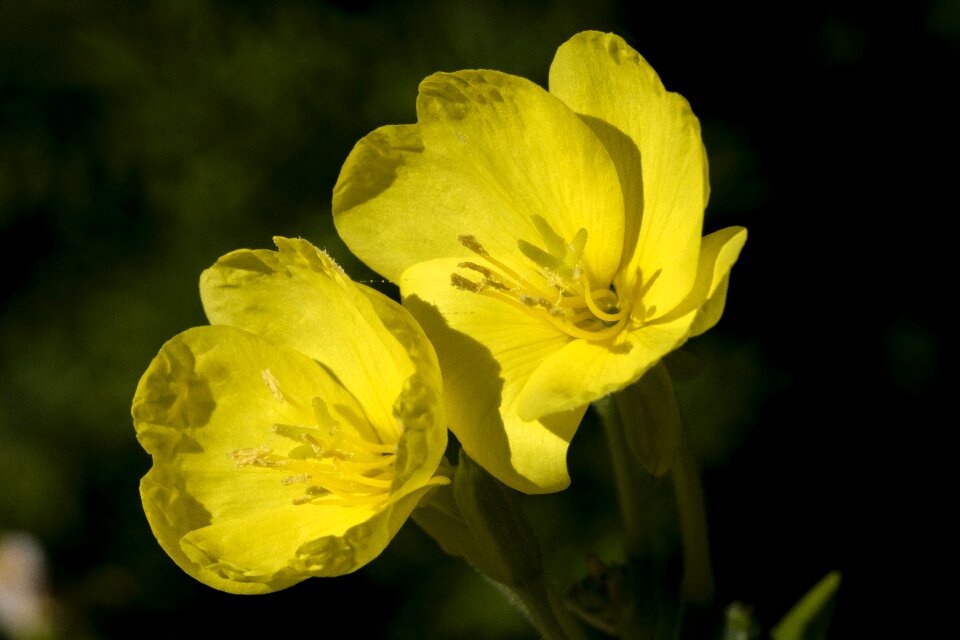 Nature plants yellow