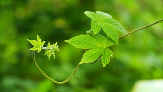 Leaf green summer