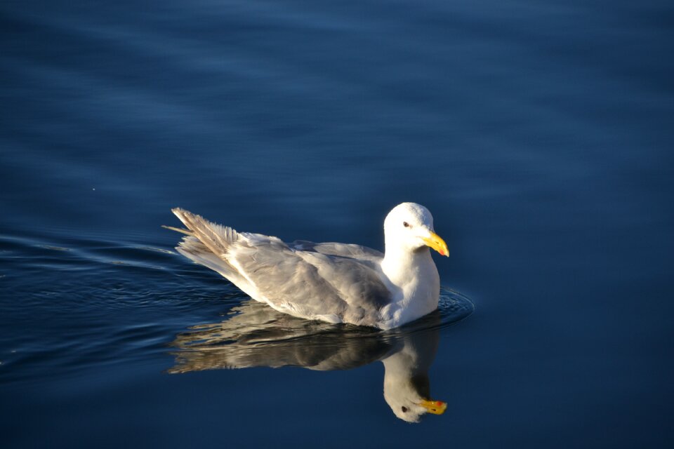 Bird nature sea