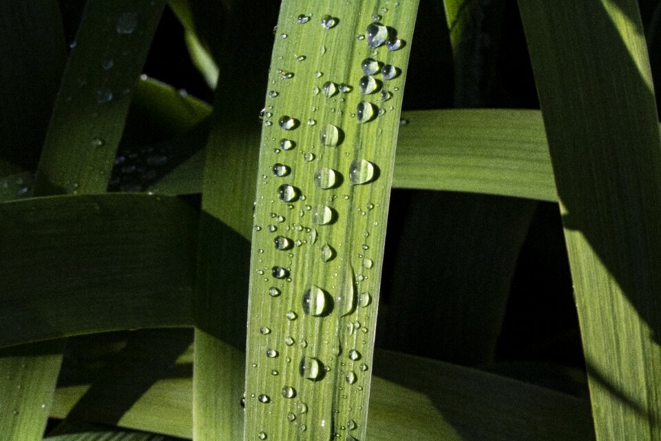 Plants raindrops nature