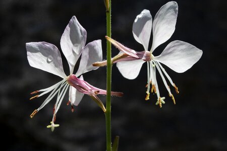 Nature white flower flower gardens